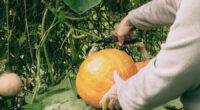 Harvesting Winter Squash and Pumpkins: A Guide to Maximizing Yield