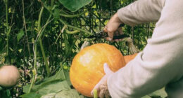 Harvesting Winter Squash and Pumpkins: A Guide to Maximizing Yield