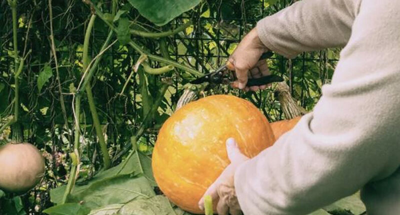 Harvesting Winter Squash and Pumpkins: A Guide to Maximizing Yield